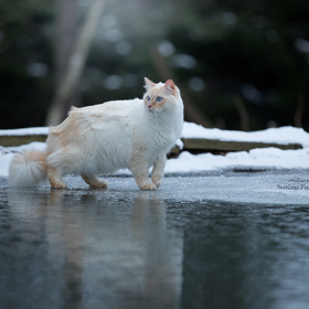 кот, который гуляет не только сам по себе, но и по воде...